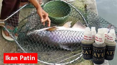 Hal ini menentukan prospek usaha budidaya ikan nila cara pemijahan ikan nila yang paling umum digunakanadalah pemijahan sistem dua kolam. Testimoni Master Essen Katilayu Ikan Patin ~ Toko Umpan ...