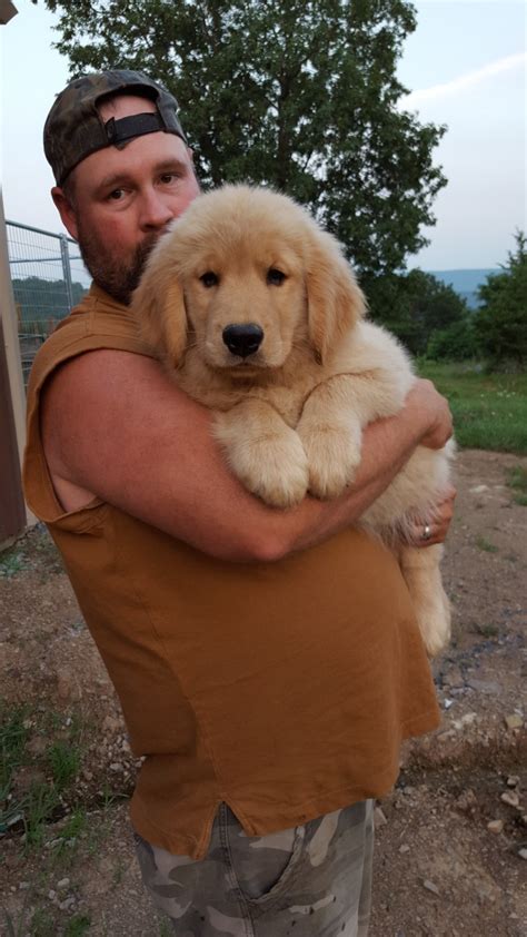 Our akc golden retriever puppies have excellent champion bloodlines! Church Mountain Retrievers | Golden Retriever Breeder ...