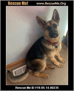 The search tool above returns a list of breeders located nearest to the. - Colorado German Shepherd Rescue - ADOPTIONS - Rescue Me!