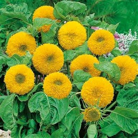 Sunflower little leo adalah tipe dwarf plant atau tanaman pendek dengan kelopak bunga berwarna kuning tenang. Jual Benih Biji Bunga Matahari Sunflower Teddy Bear di ...