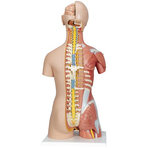 The torso muscles attach to the skeletal core of the trunk, and depending on their location are divided into two large groups the final muscle in the abdominal area of the anterior trunk is the transversus abdominis muscle. Human Torso Model | Life-Size Torso Model | Anatomical ...