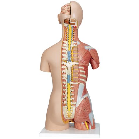 Rupture of the biceps tendon. Human Torso Model | Life-Size Torso Model | Anatomical ...