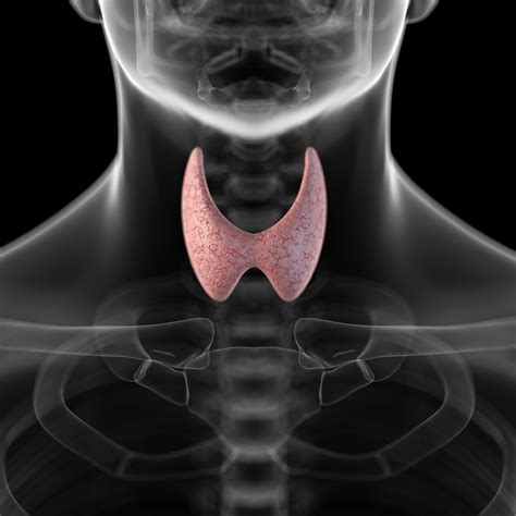 Hormones are chemicals which can be released into the bloodstream. How Does the Thyroid Gland Function?