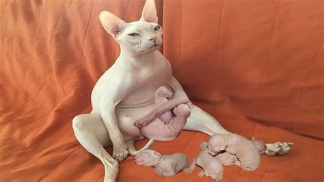 A woman dreams that she is going a woman dreams of giving birth to twins symbolizes her personality or a number of new developments in her personal life, all her wishes will come true. WONDERFUL SPHYNX CAT GIVING BIRTH AT HOME | Welcome New ...