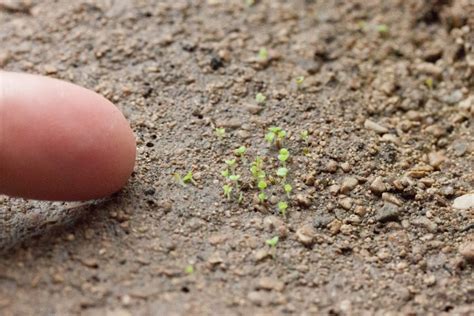 If you look at a cactus you will find that it has small cushion likes structures. How to Grow Succulents From Seed • The Greedy Vegan