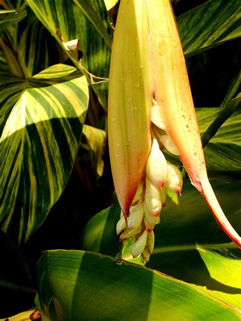 For thousands of years, people have applied the health benefits of ginger in treating colds, nausea, arthritis, migraines, and hypertension. Pictures of the Versatile Ginger Plant Gracing our Backyard