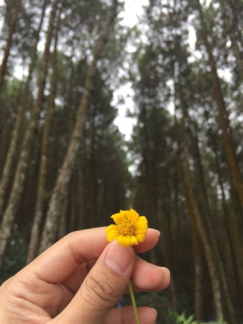 Kami sekeluarga merasakan senang menginap di berjaya times square hotel di malam terakhir perjalanan kami. Bunga Kuning Hutan Pinus Bukit Bintang Bandung | Bunga ...