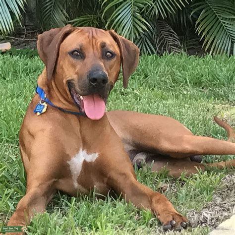 Rhodesian ridgeback descended from native african dogs, notably the khoi cattle dogs, crossed with european breeds brought in by settlers. Stud Dog - Stud Rhodesian Ridgeback - Breed Your Dog