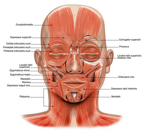 This video also provides you with a. 4 facial muscles anatomy : Biological Science Picture ...