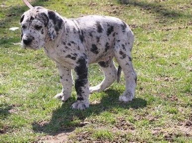 Adopt a puppy or dog in tucson, arizona. Great Dane Puppies For Sale | Phoenix, AZ #295429