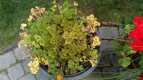 Why is my arborvitae dropping needles? Why parsley leaves turn yellow - and what you can do to ...