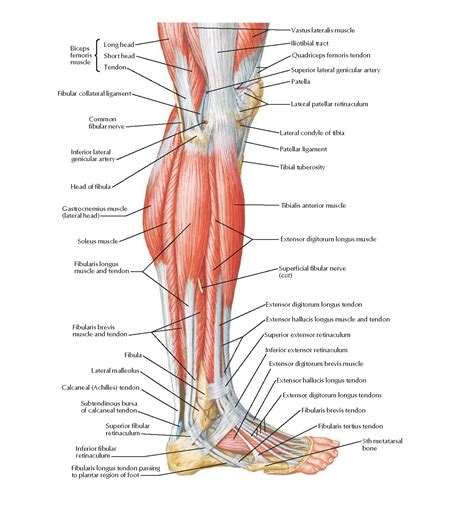 The leg muscles are organized in 3 groups: Leg Muscle Diagram Side View - Muscles Of The Leg And Foot ...