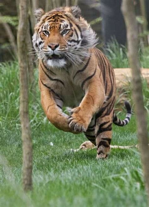 Son los principales depredadores de su hábitat, por lo tanto su dieta incluye. EL TIGRE - App para hacer tareas