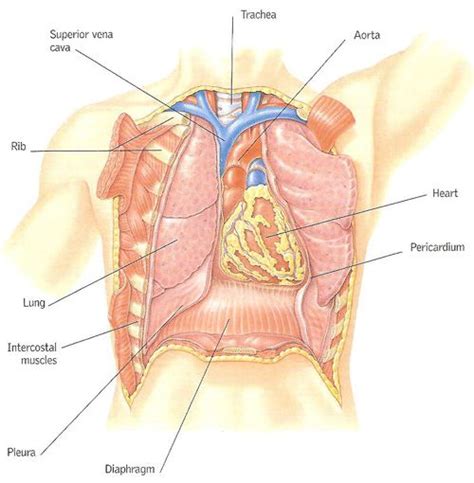 As deep breaths, or holding your breath, switching positions during sleep, or even assuming different positions where the diaphragm poses the within ribcage organs to pressure. The 25+ best Thoracic cavity ideas on Pinterest | T shirt ...