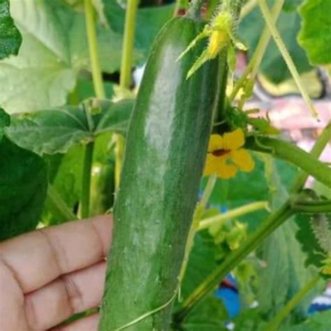 Cara mudah buat baja kompos sendiri dari sisa makanan harian. 5 pcs benih timun jepun japanese cucumber seed benih sayur ...