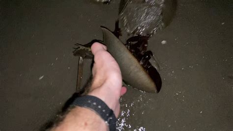 They've been around for 450 million years, predating. Horseshoe crabs spawning in Delaware - YouTube