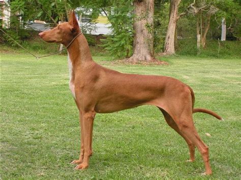 CHASSELLIS