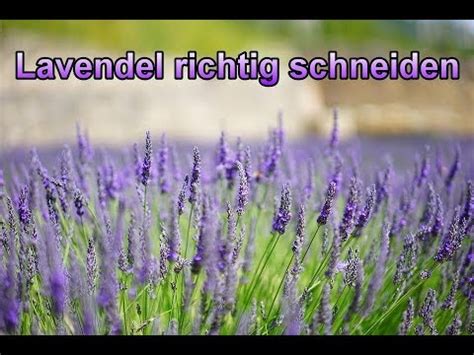 Je nach wuchs und wachstumsphase sollte der schnitt zudem unterschiedlich stark. Lavendel richtig schneiden - Lavendula am besten ...