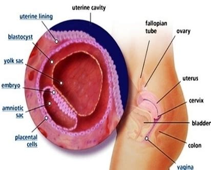 Webgl is required (google chrome recommended). pregnancy week by week | Anatomy System - Human Body ...