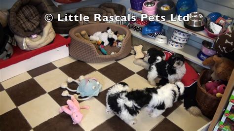 For more information please message me. Little Rascals Uk breeders New litter of Malshi's | Litter ...