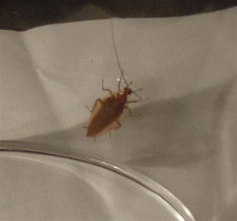 Wer haftet für kakerlaken in der wohnung? Kakerlake oder Waldschabe? Hilfeeee (Schädlinge, Insekten)