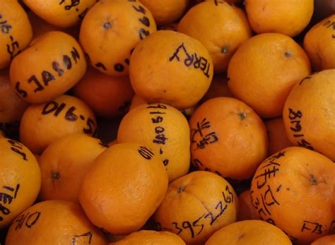 In the hokkien dialect, chap goh mei simply means the 15th night of chinese new year. Xing Fu: MANDARIN ORANGES ON CHAP GOH MEH