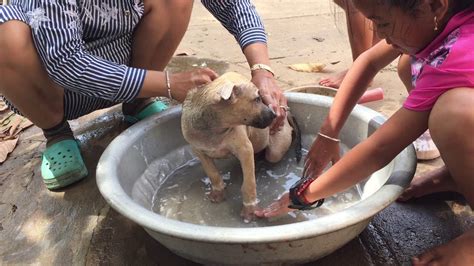 Wednesday is bath day for the baby sloths. Taking a bath cute the baby. - YouTube