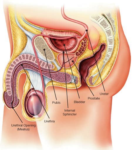 Knowledge of urinary system function and its parts is critical to understanding the system and disorders of it. Male Urinary System| Interactive Health