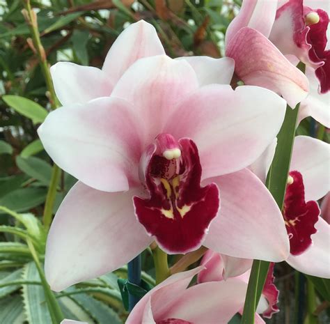 Shipped in a box florist delivered. Cymbidium Kaylie 'Momo' perfect pink blooms with full red ...