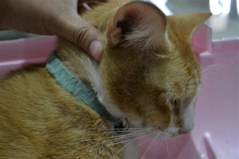 Ini 7 petua mudah untuk atasinya. Ubat Untuk Kaki Kucing Yang Bengkak - Kuching c