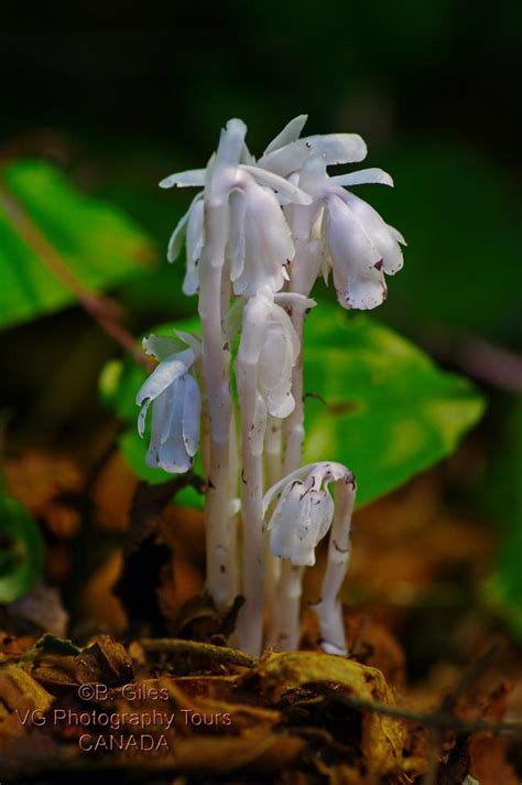 We did not find results for: Pin on Flowers, herbs, leaves and colors