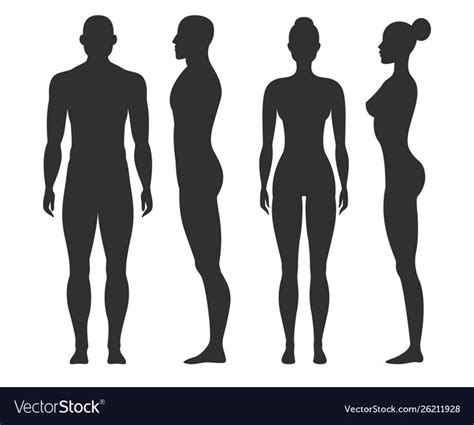 No need to register, buy now! Man and woman silhouettes human body outline vector image ...