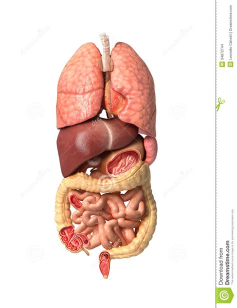 It is widely believed that there are 100 organs; Human Male Anatomy, Internal Organs Alone, Full ...