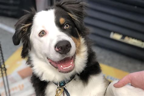Téléchargez notre superbe application aboiement de chien! Après la disparition de son chien, une canadienne lance un ...