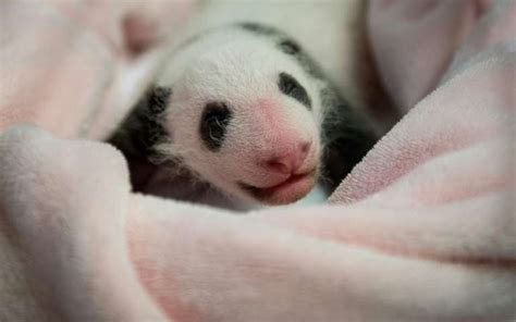 Aucun problème pour les admirer dans leur enclos sauf. Le bébé panda de Beauval fête son premier mois en ...