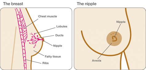 If the detector doesn't go off. Breast no pregnancy fine selectiof bdsm picture