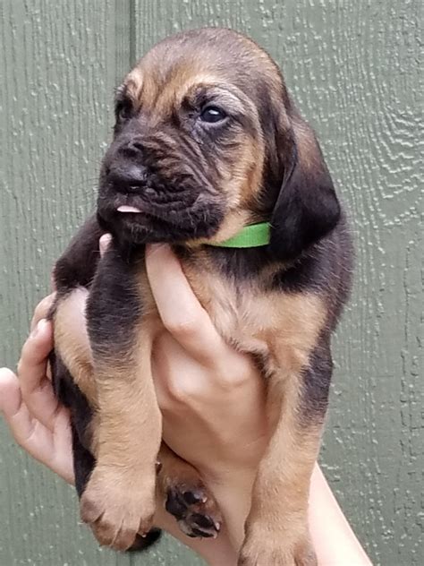 Akc registered red male bloodhound puppy available as of today. Bloodhound Puppies For Sale | Augusta, GA #191250