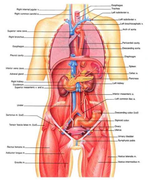 Start studying female body diagram. Female Body Organs Diagram Anatomy | MedicineBTG.com