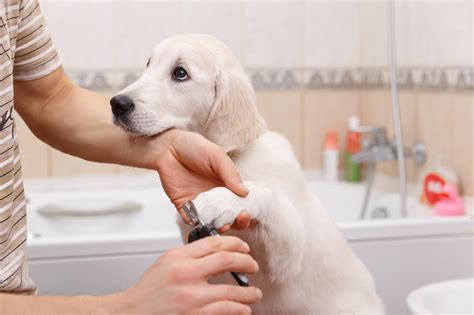 A molti gatti si possono tagliare le unghie quando stanno sonnecchiando accanto ai loro proprietari. Come tagliare le unghie al cane. In 5 step | DeAbyDay