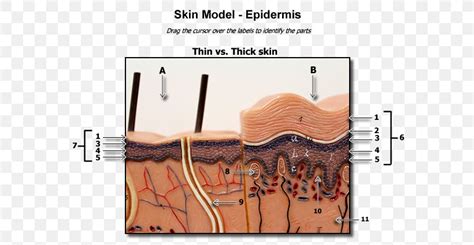 Elasticity of the human skin is reduced with age, which results in tissue slackening and wrinkle formation 12. 34 Label The Skin Anatomy Diagram - Labels Database 2020