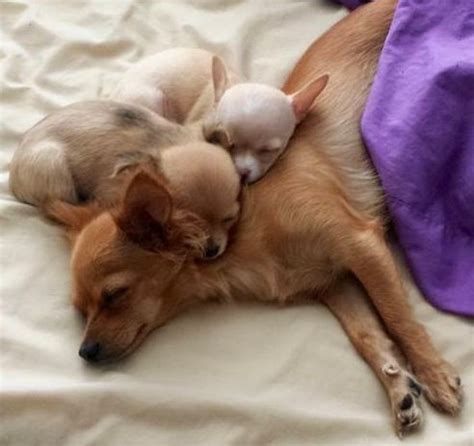 Cross puppies in dogs & puppies for sale. The 10 Most Awkward Chihuahua Sleeping Positions