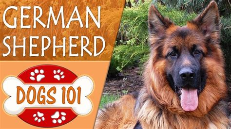 The american kennel club describes their temperament as confident, courageous, and smart herding dogs.﻿﻿ Dogs 101 - GERMAN SHEPHERD - Top Dog Facts About the ...