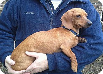 35,072 likes · 746 talking about this. Cincinnati, OH - Dachshund. Meet Zoey a Dog for Adoption ...