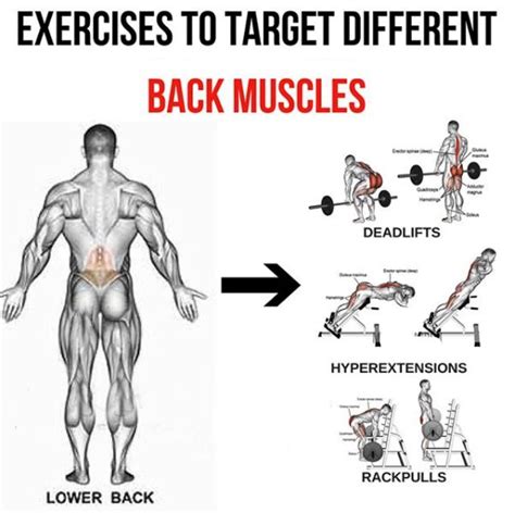 The deep back muscles lie immediately adjacent to the vertebral column and ribs. Lower Back - Exercises To Target Different Back Muscles 2 ...