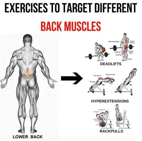 Muscle spasms can cause extreme pain and make it difficult or impossible to stand, walk or move. Lower Back - Exercises To Target Different Back Muscles 2 ...