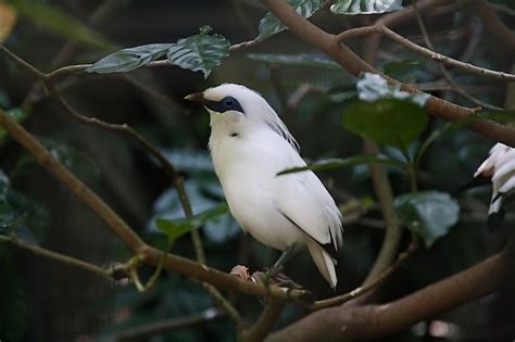 Si kecil berusara pedas tembakan sogok ontong gacor. Jenis-Jenis Makanan Burung Jalak dan Pemberiannya - Make ...