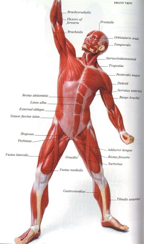 Anterior muscles diagram picture category: muscle System