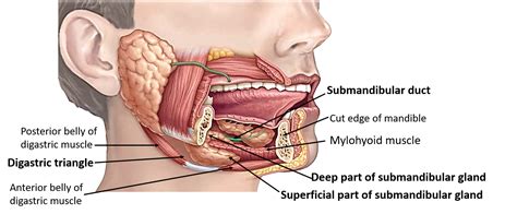 This article describes the anatomy of the head and neck of the human body, including the brain, bones, muscles, blood vessels, nerves, glands, nose, mouth, teeth, tongue, and throat. Submandibular Gland - Parts, Relations, Nerve suply and ...