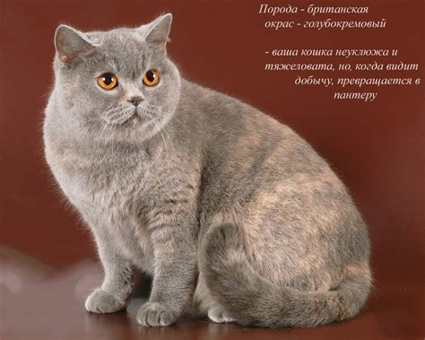 Найти своего идеального пушистого друга - список короткошерстных кошек ...