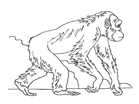 Printable 48 realistic animal coloring. Max Is Jjhnmnmvb6ygffjhghh - Free Coloring Pages